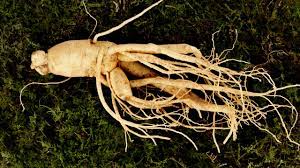 Ginseng