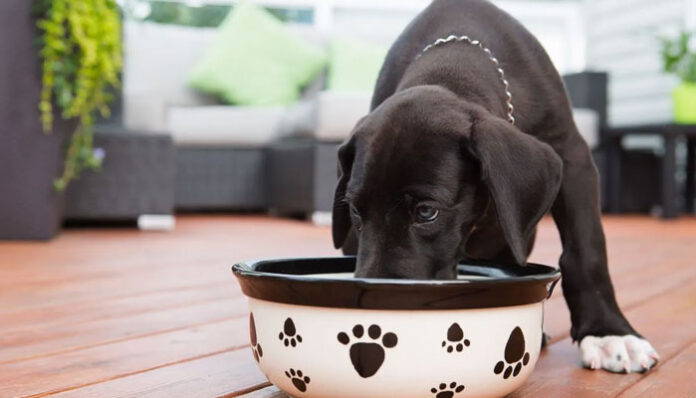 Smart Strategies for Budget Friendly Dog Food Shopping