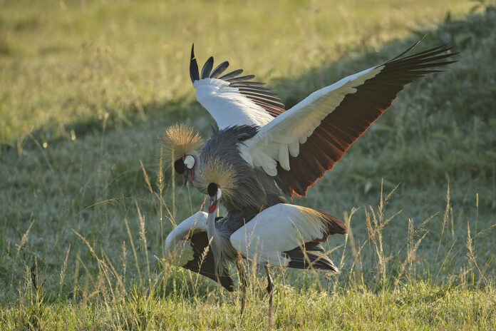 birding photography in kenya