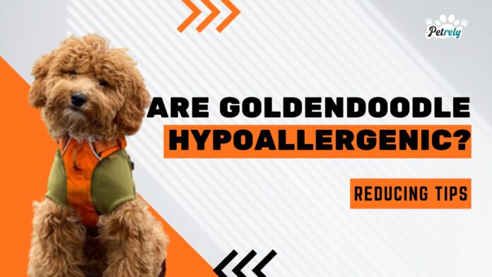 Are Golden doodles Hypoallergenic