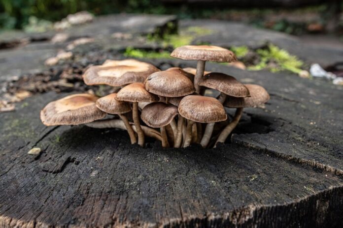 magic mushrooms