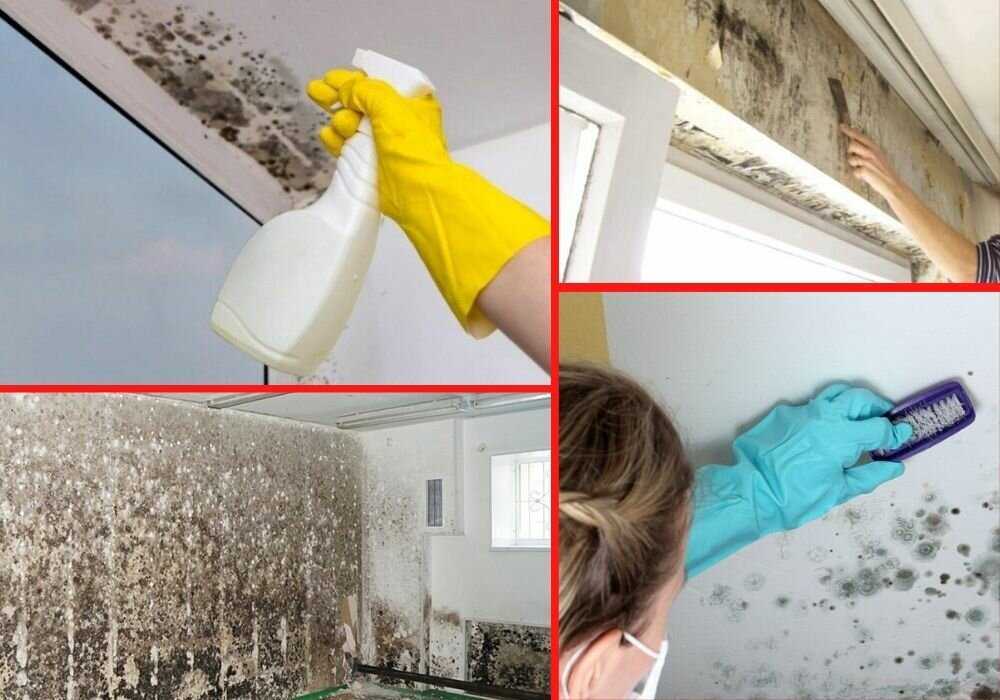 How To Get Rid Of Mold In Room