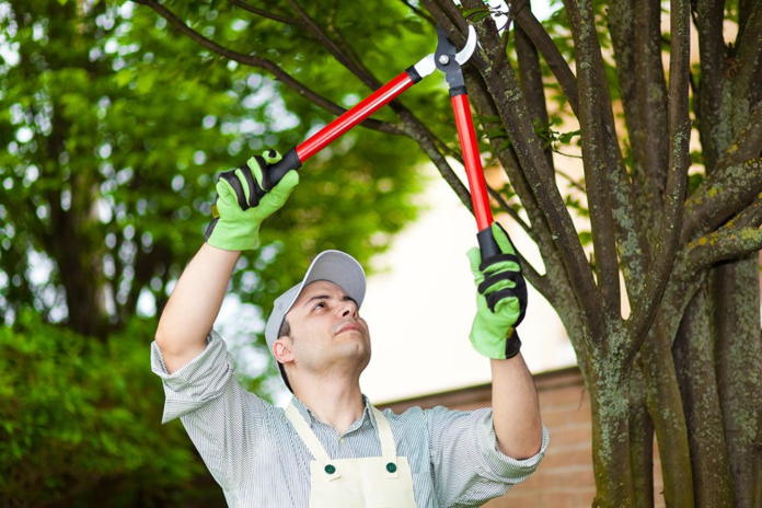 tree removal